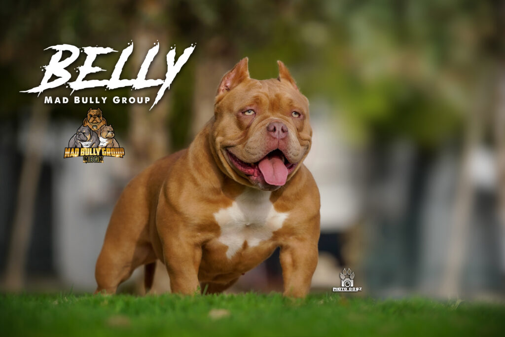 BELLY | Madbullygroup